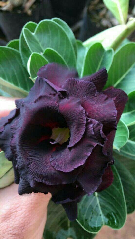 High quality Black Adenium Flower seeds for Planting Shade Tolerant, Heirloom & GMO Free Seeds for Home Garden seeds pack