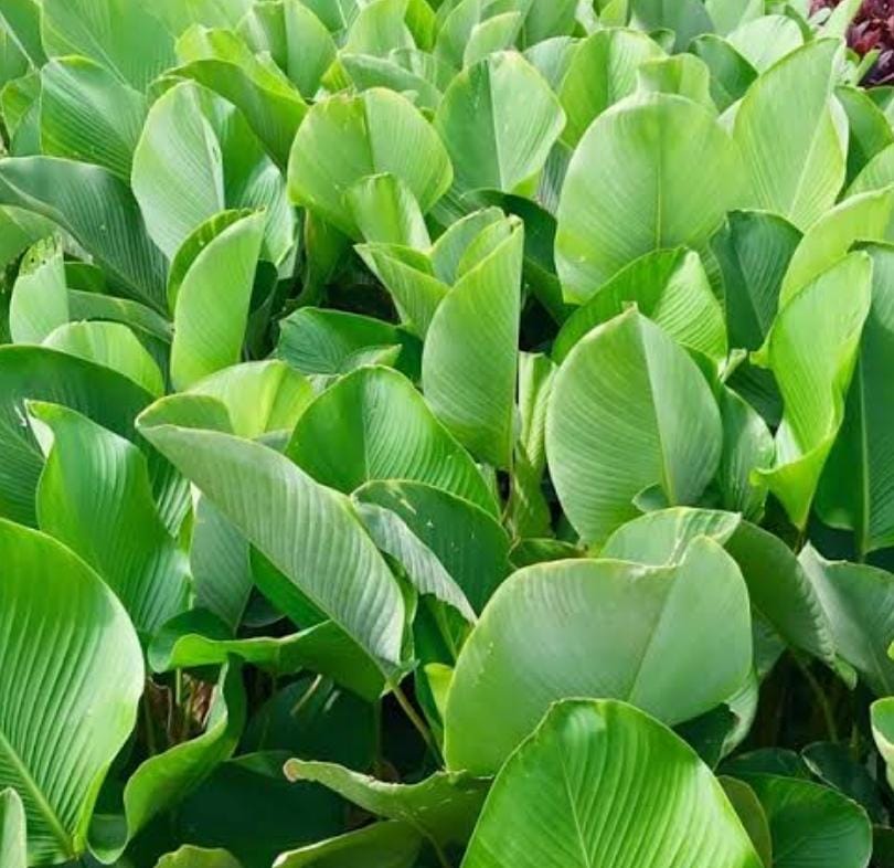 Cream Green Calathea Lutea Flower seeds for Planting Vibrant Colors, Heirloom & GMO Free Seeds for Home Garden vegetable and garden seeds