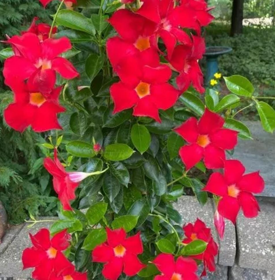 Red Mandevilla Flower seeds for Planting Seasonal Bloomer Heirloom & GMO Free Seeds for Home Garden
