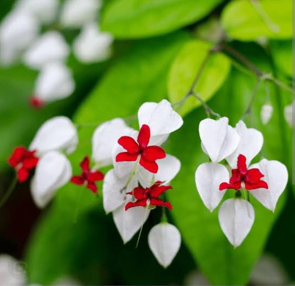 Clerodendrum Thomsonae Flower seeds for Planting Colorful Display, Heirloom & GMO Free Seeds for Home Garden vegetable and garden seeds