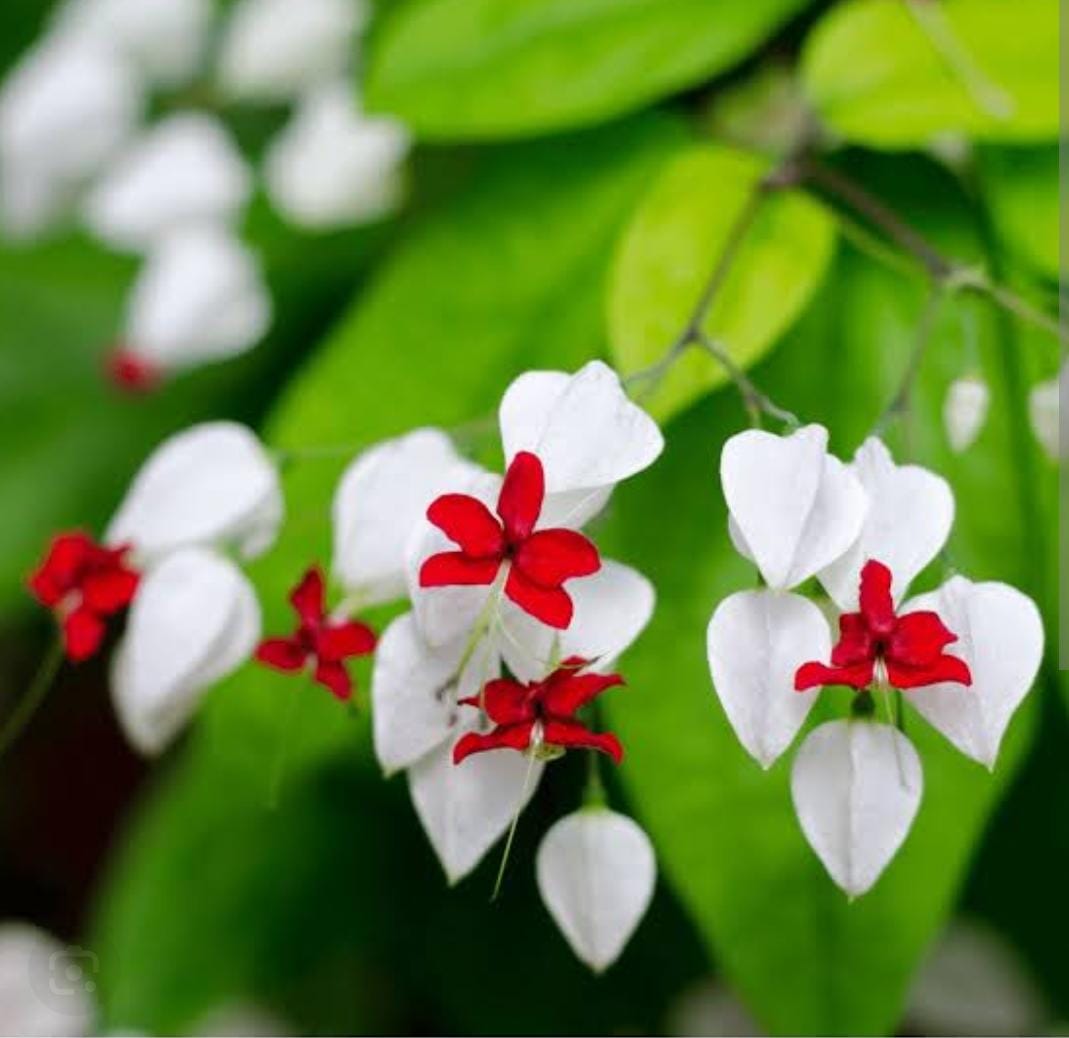 Clerodendrum Thomsonae Flower seeds for Planting Colorful Display, Heirloom & GMO Free Seeds for Home Garden vegetable and garden seeds