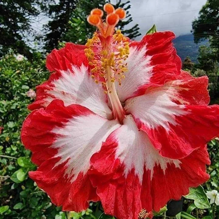 Hibiscus Flower seeds for Planting Sun Loving, Heirloom & GMO Free Seeds for Home Garden vegetable and garden seeds