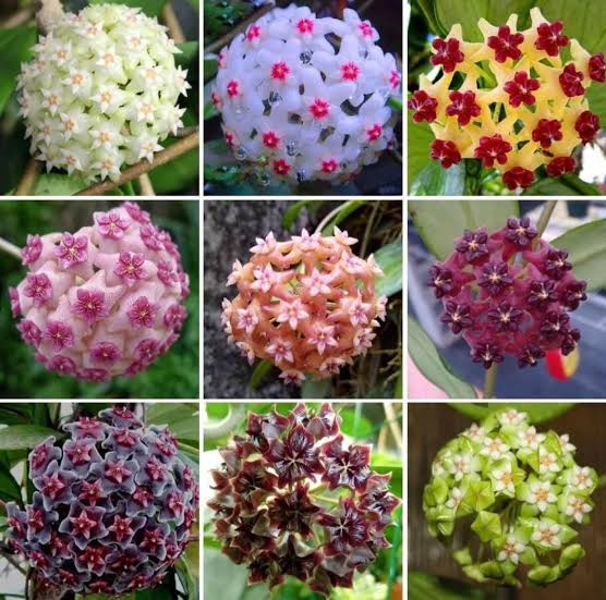 Hoya Kerrii for Planting Easy to Grow, Heirloom & GMO Free Seeds for Home Garden vegetable and garden seeds