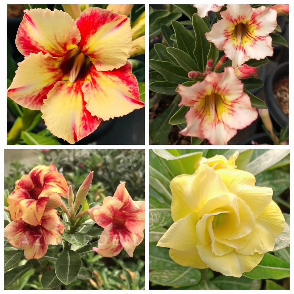 High quality Yellow Red Bellfarm Flower seeds for Planting Wildflower Mix, Heirloom & GMO Free Seeds for Home Garden seeds pack