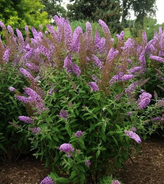 Premium Mix Buddleia Butterfly Bush Flower seeds for Planting Easy to Grow, Heirloom & GMO Free Seeds for Home Garden seeds