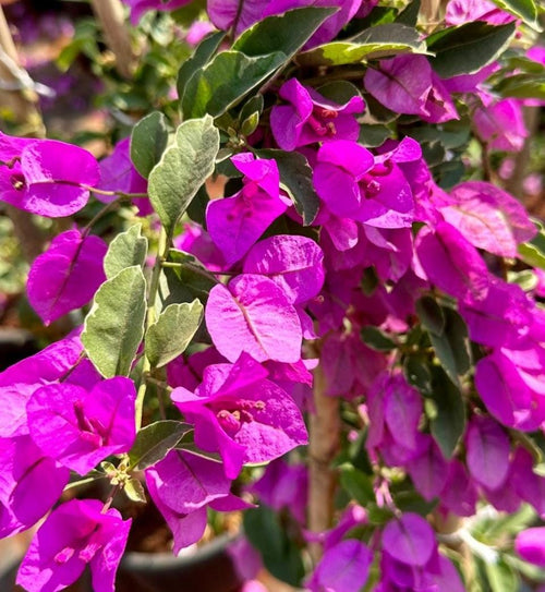 Premium Bougainvillea Yellow Purple Flower seeds for Planting Compact Growth, Heirloom & GMO Free Seeds for Home Garden seeds