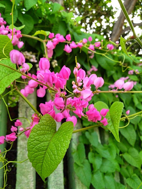 Antigonon Flower seeds for Planting Colorful Display, Heirloom & GMO Free Seeds for Home Garden seeds for planting