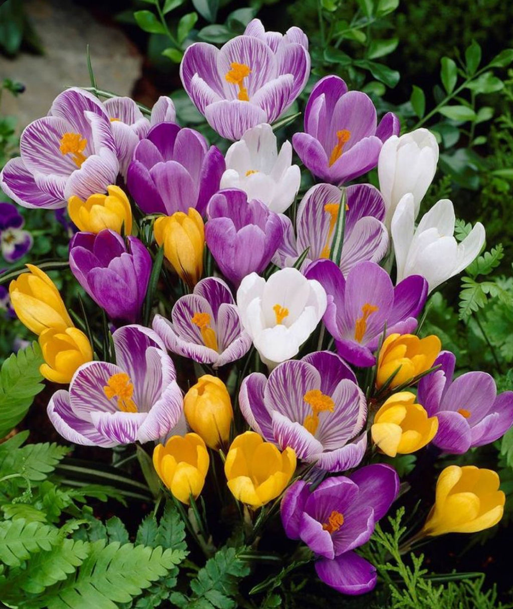 Premium Mixed Colors Crocus Flower seeds for Planting Shade Tolerant, Heirloom & GMO Free Seeds for Home Garden seeds