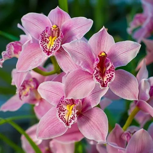 Cymbidium Orchid Flower seeds for Planting Cut Flower Favorite Heirloom & GMO Free Seeds for Home Garden