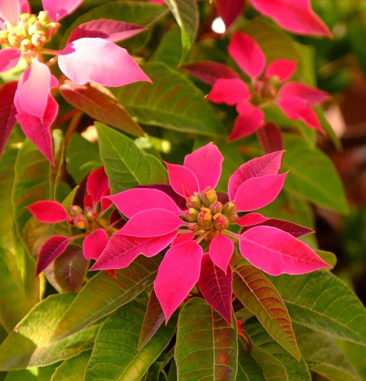 Pink Poinsettia Flower seeds for Planting Low Maintenance, Heirloom & GMO Free Seeds for Home Garden seeds for planting
