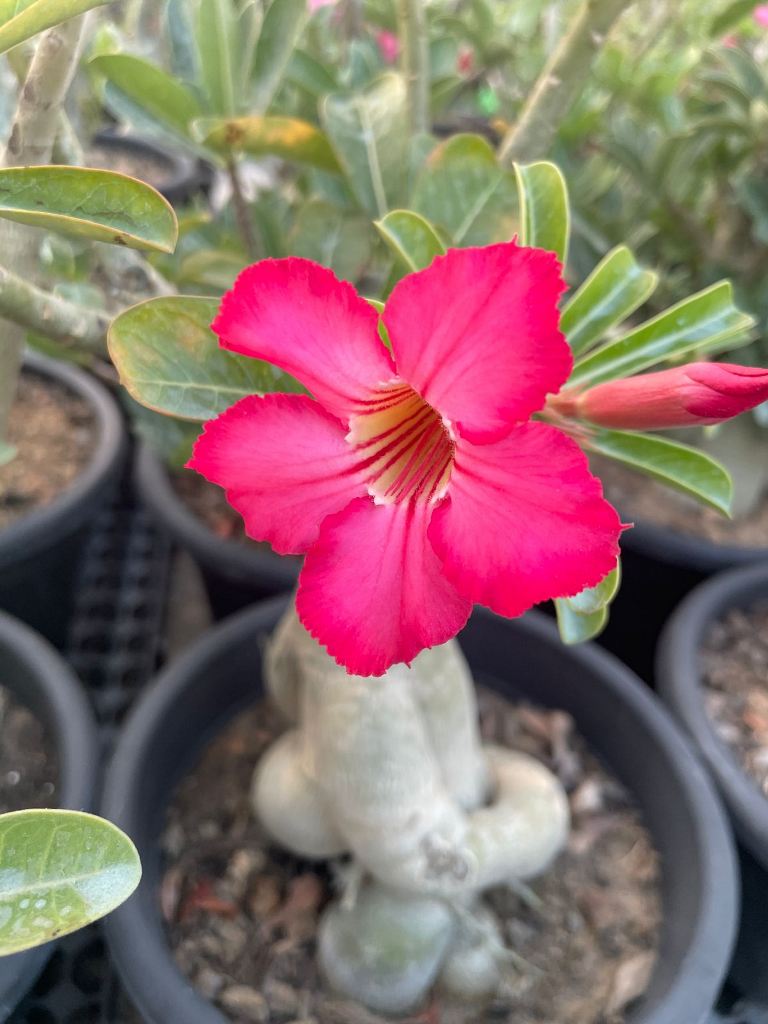 Thick Pink Adenium Obesum Seeds Flower seeds for Planting Vibrant Colors Heirloom & GMO Free Seeds for Home Garden
