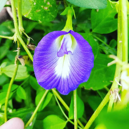 Pinellia Flower seeds for Planting Pollinator Friendly Heirloom & GMO Free Seeds for Home Garden