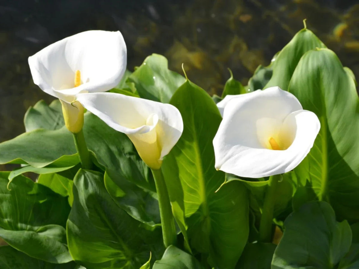 White Araceae Decorative Planting  Seeds for your Better Gardening