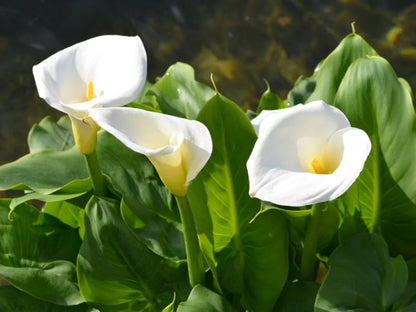 White Araceae Decorative Planting  Seeds for your Better Gardening