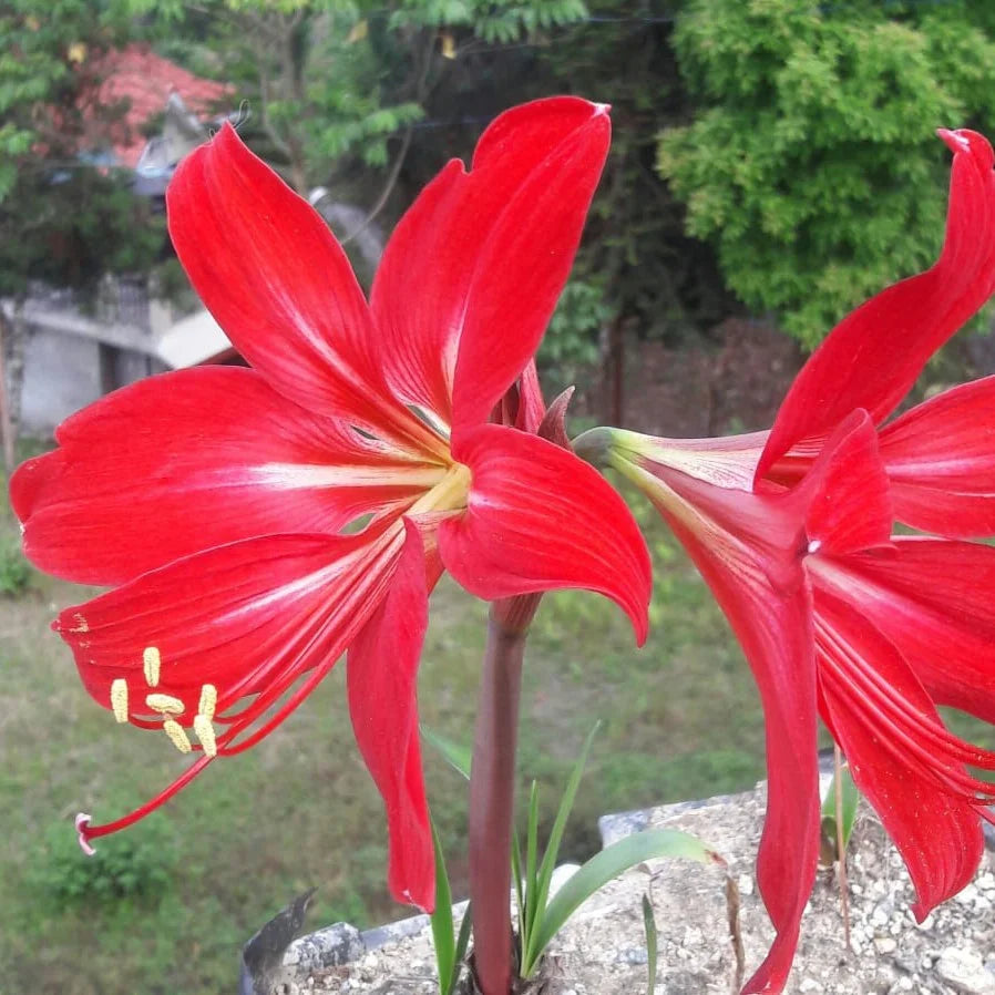 Premium Maroon Hippeastrum Rutilum Flower seeds for Planting Garden Favorite, Heirloom & GMO Free Seeds for Home Garden seeds