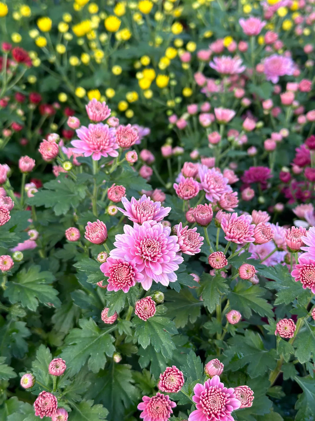 Heirloom Chrysanthemum Perennial Flower seeds for Planting Sun Loving Heirloom & GMO Free Seeds for Home Garden