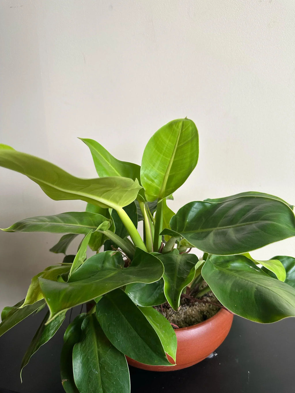 Premium Green Philodendron Erubescens Flower seeds for Planting Perfect for Borders, Heirloom & GMO Free Seeds for Home Garden seeds