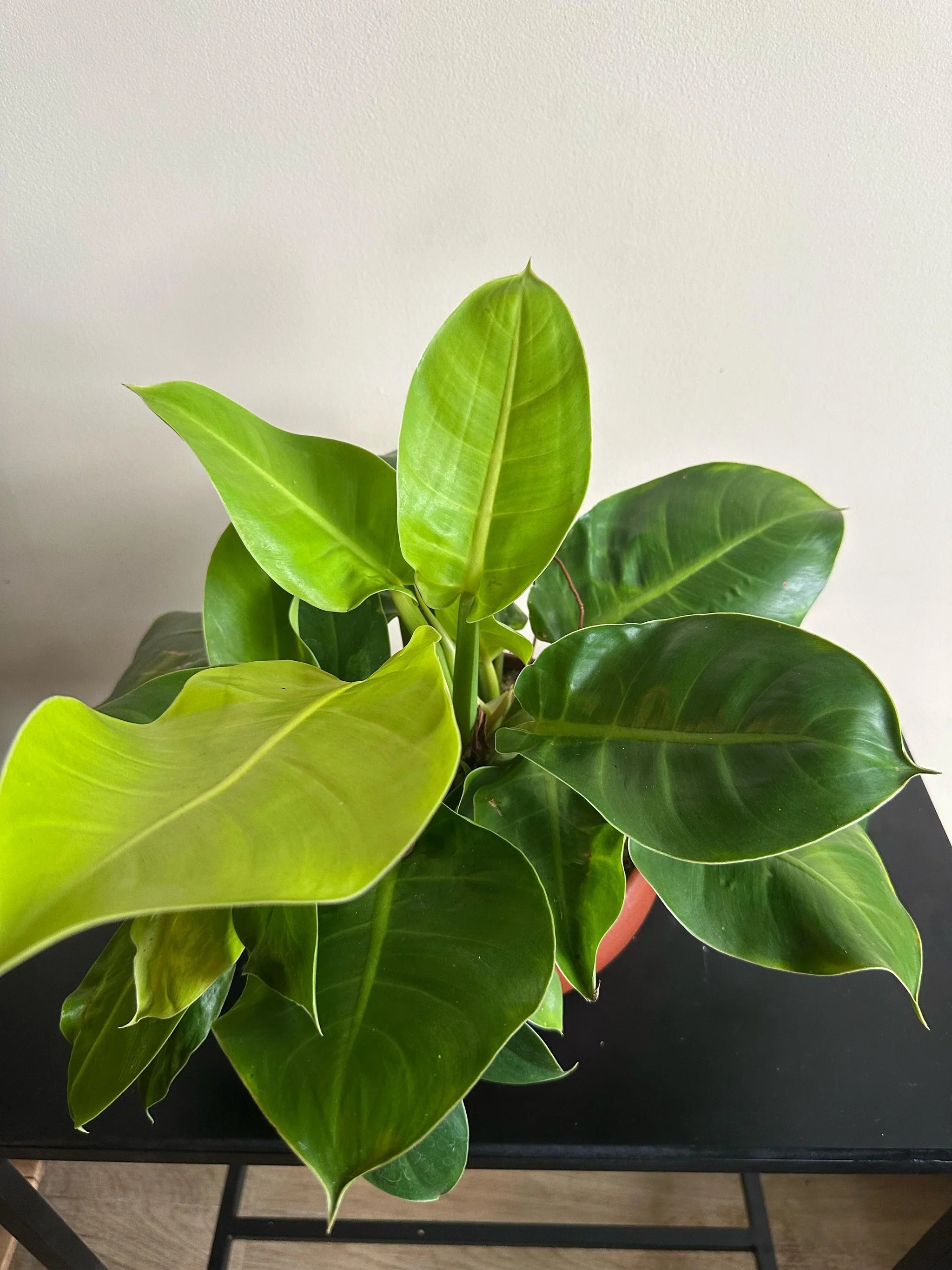 Green Philodendron Erubescens Flower seeds for Planting Perfect for Borders, Heirloom & GMO Free Seeds for Home Garden vegetable and garden seeds