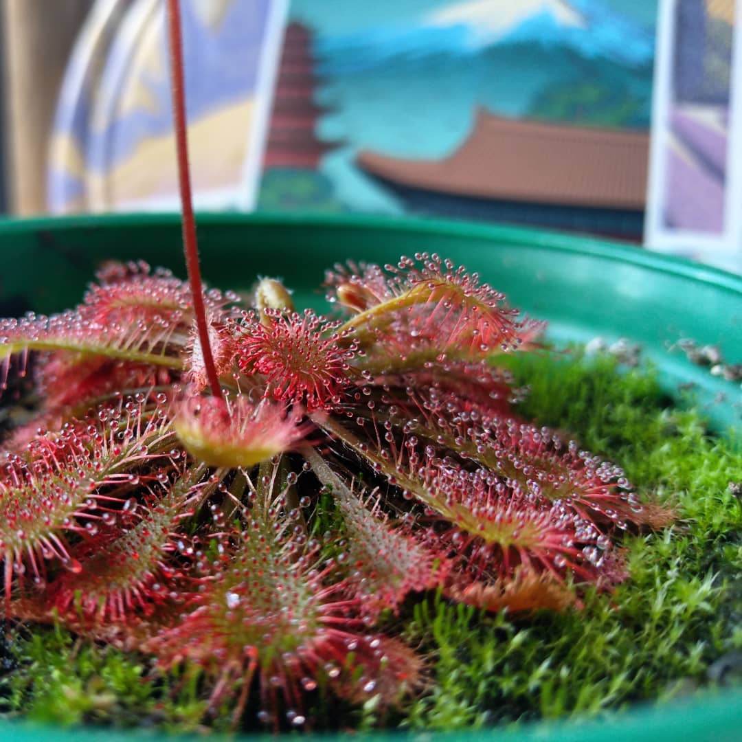 Pale Pink Sundew Flower seeds for Planting Perfect for Borders Heirloom & GMO Free Seeds for Home Garden