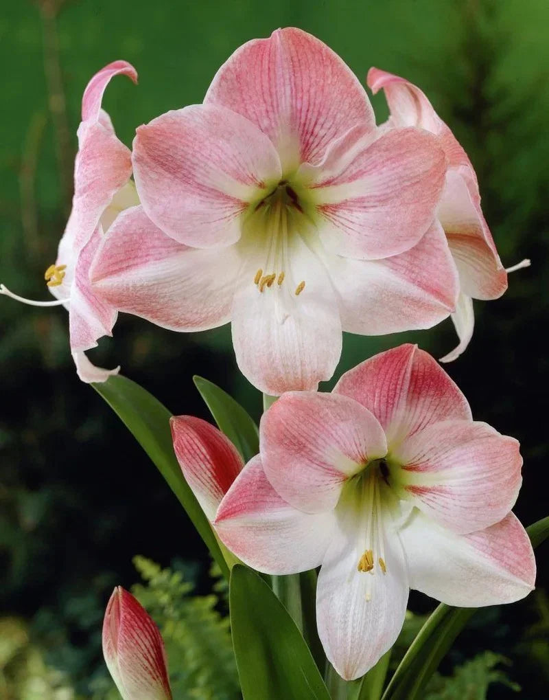 Premium White Pink Hippeastrum Rutilum Flower seeds for Planting Perfect for Borders, Heirloom & GMO Free Seeds for Home Garden seeds