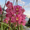 Red Cymbidium Flower seeds for Planting Drought Tolerant, Heirloom & GMO Free Seeds for Home Garden seeds for planting