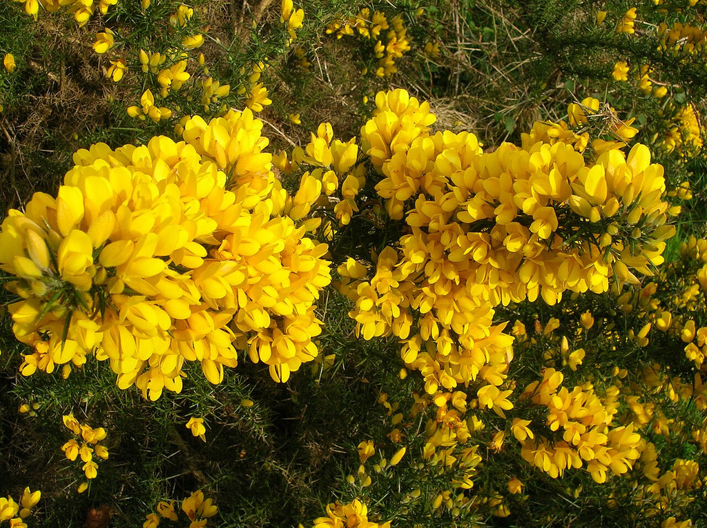 Premium Yellow Gorse Ulex Europaeus Flower seeds for Planting Easy to Grow, Heirloom & GMO Free Seeds for Home Garden seeds