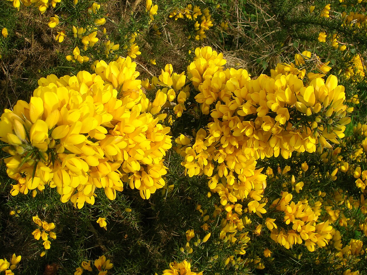 Premium Yellow Gorse Ulex Europaeus Flower seeds for Planting Easy to Grow, Heirloom & GMO Free Seeds for Home Garden seeds