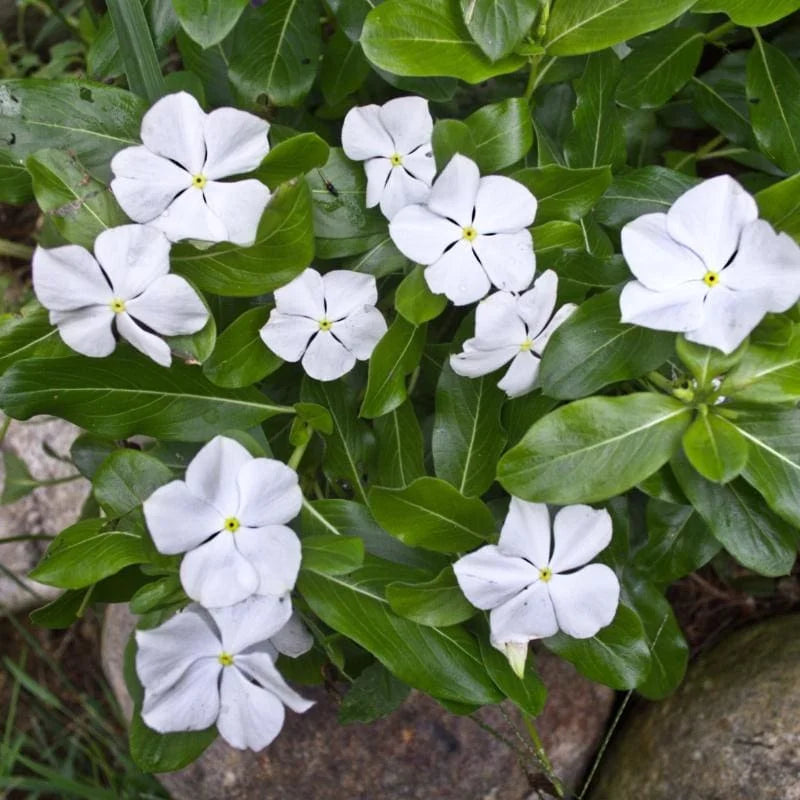 Madagascar Flower seeds for Planting Fragrant Blossoms Heirloom & GMO Free Seeds for Home Garden