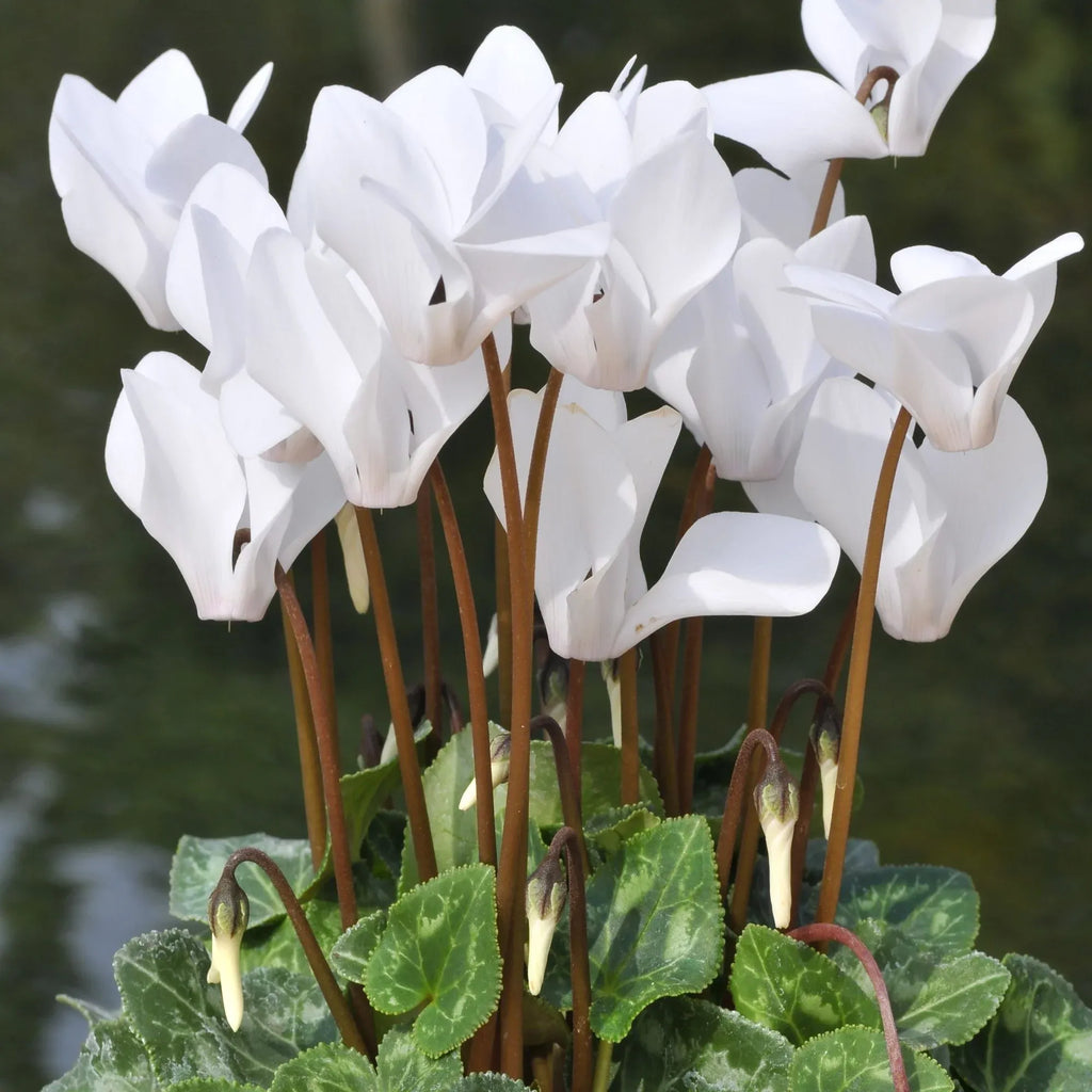 High quality Green White Cyclamen Flower seeds for Planting Low Maintenance, Heirloom & GMO Free Seeds for Home Garden seeds pack