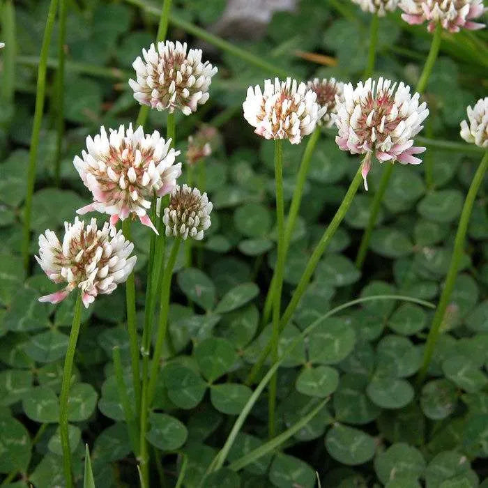 Clover Flower seeds for Planting, Vibrant Colors Heirloom & GMO Free Seeds for Home Garden