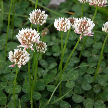 Clover Flower seeds for Planting, Vibrant Colors Heirloom & GMO Free Seeds for Home Garden