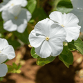 White Periwinkle Flower seeds for Planting Perfect for Borders, Heirloom & GMO Free Seeds for Home Garden seeds for planting