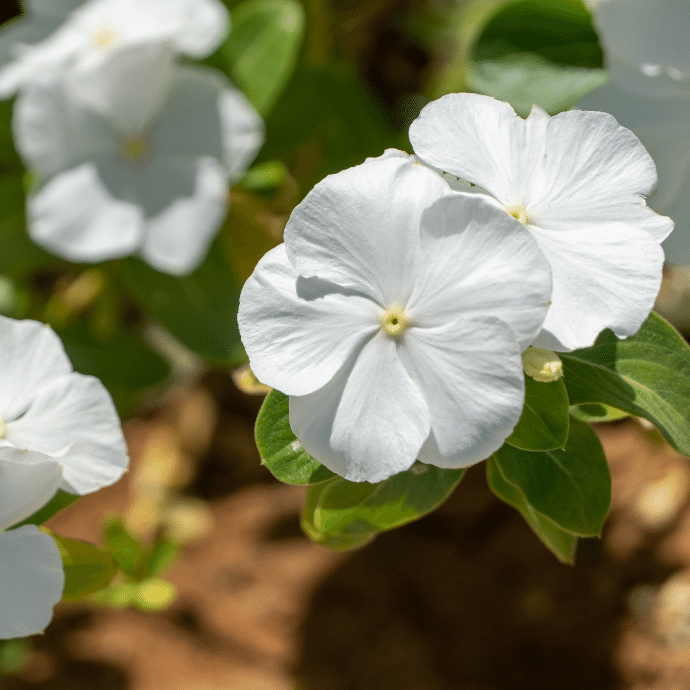 White Periwinkle Flower seeds for Planting Perfect for Borders, Heirloom & GMO Free Seeds for Home Garden seeds for planting