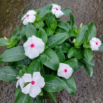 Polka Dot Vinca Flower seeds for Planting - Wildflower Mix, Heirloom & GMO Free Seeds for Home Garden