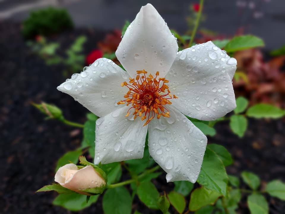 Premium White Winged Flower seeds for Planting Cottage Garden Essential, Heirloom & GMO Free Seeds for Home Garden seeds