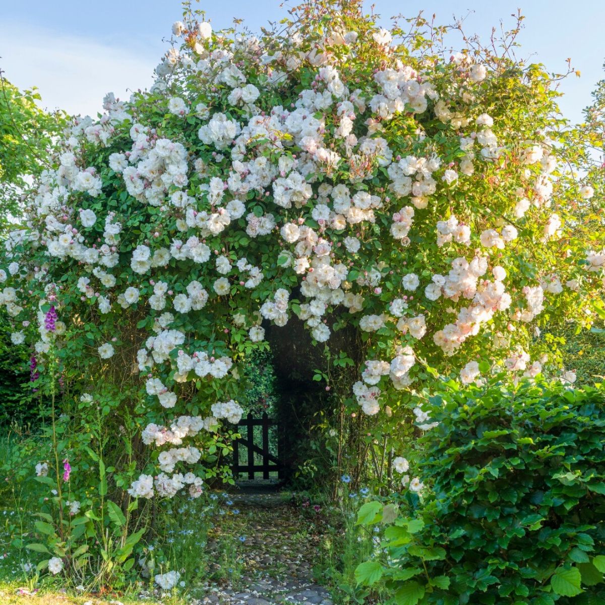 White Climbing Rose Flower seeds for Planting Premium Quality, Heirloom & GMO Free Seeds for Home Garden vegetable and garden seeds