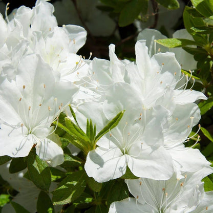 White Azalea Flower Seeds For Planting