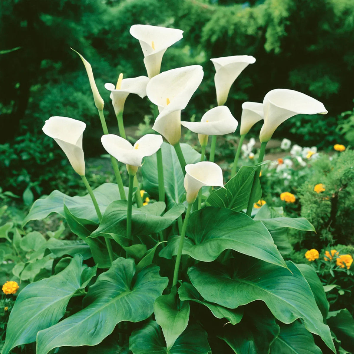 White Calla Lily Flower seeds for Planting - Colorful Display, Heirloom & GMO Free Seeds for Home Garden