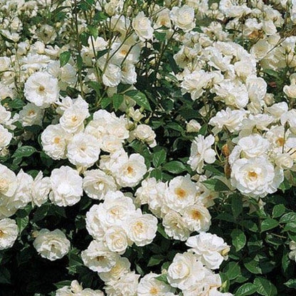 White Creeper Rose Flower seeds for Planting Long Bloom Season, Heirloom & GMO Free Seeds for Home Garden seeds for planting