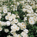 White Creeper Rose Flower seeds for Planting Long Bloom Season, Heirloom & GMO Free Seeds for Home Garden seeds for planting