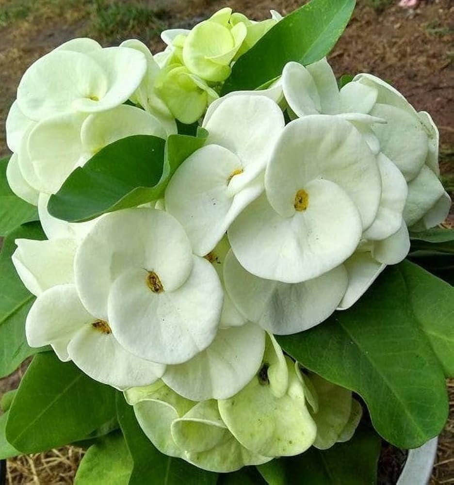 Drought-Tolerant Thorny Euphorbia Plants
