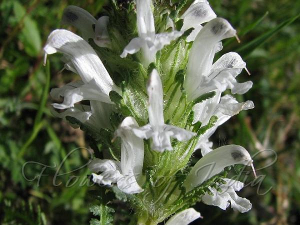 Premium Satureja Montana Flower seeds for Planting Shade Tolerant, Heirloom & GMO Free Seeds for Home Garden seeds