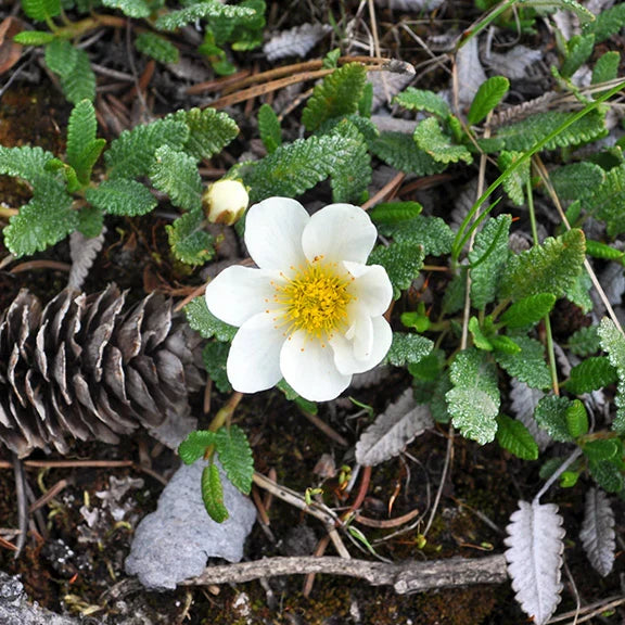 High quality White Burren Flower seeds for Planting Garden Favorite, Heirloom & GMO Free Seeds for Home Garden seeds pack