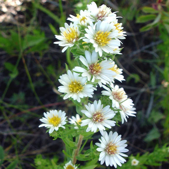High quality White Prairie Aster Flower seeds for Planting Cut Flower Favorite, Heirloom & GMO Free Seeds for Home Garden seeds pack