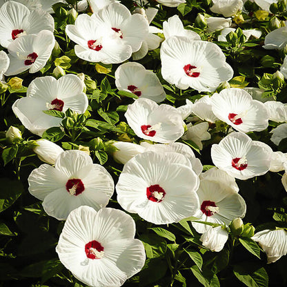 Heirloom Hibiscus Moscheutos Flower seeds for Planting Low Maintenance Heirloom & GMO Free Seeds for Home Garden