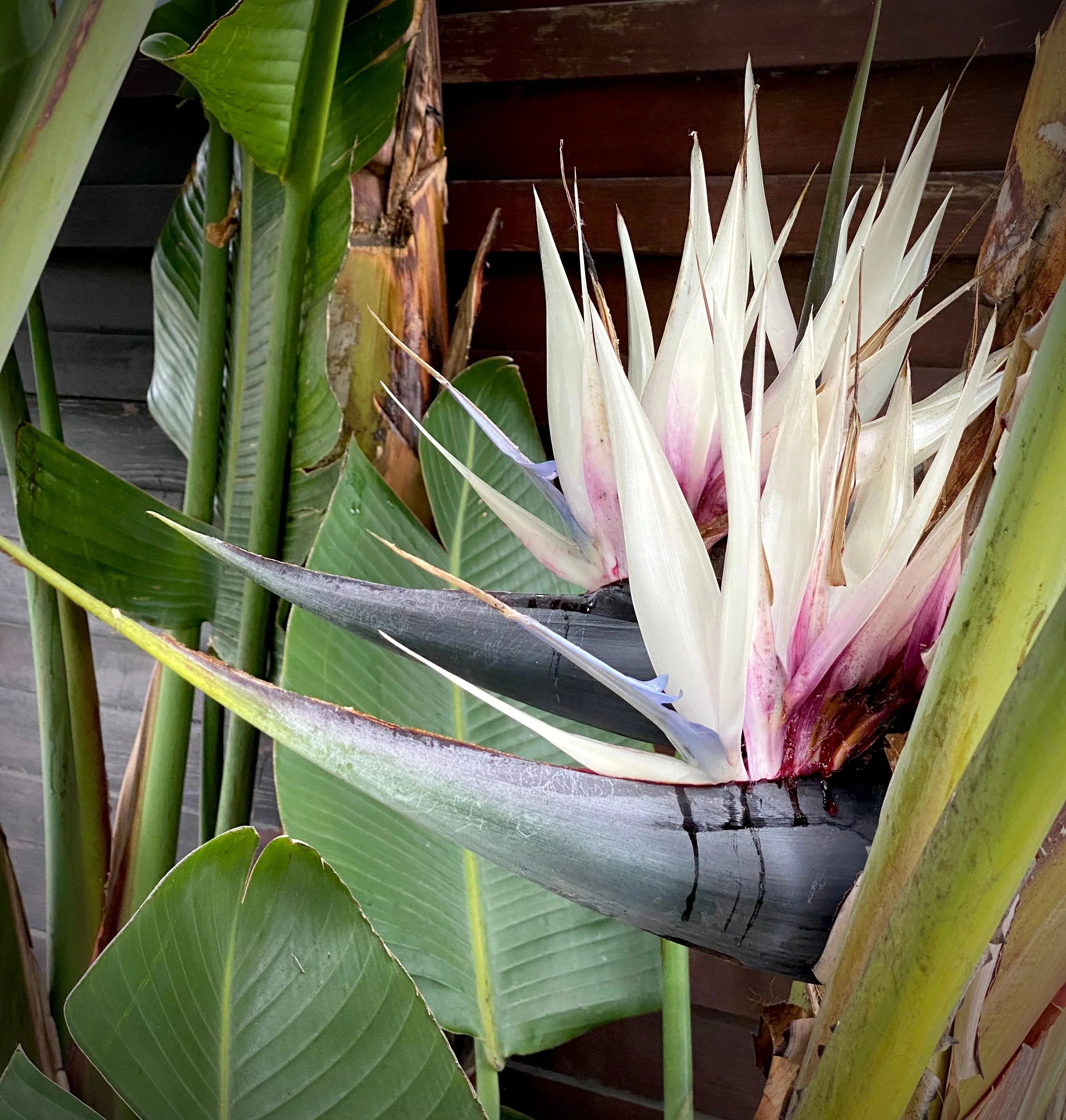 White Strelitzia Reginae House Flower seeds for Planting Fragrant Blossoms, Heirloom & GMO Free Seeds for Home Garden vegetable and garden seeds