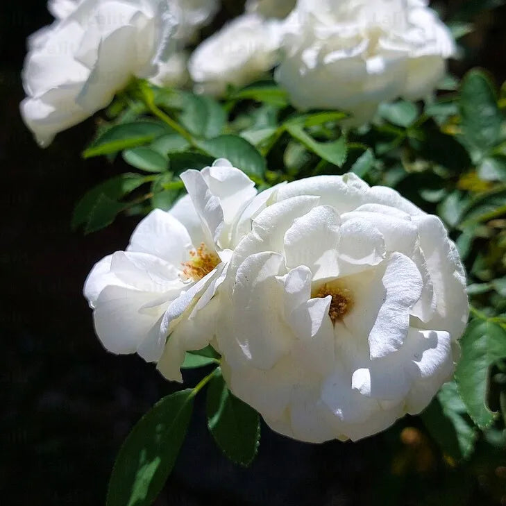Premium White Climbing Rose Flower seeds for Planting Premium Quality, Heirloom & GMO Free Seeds for Home Garden seeds