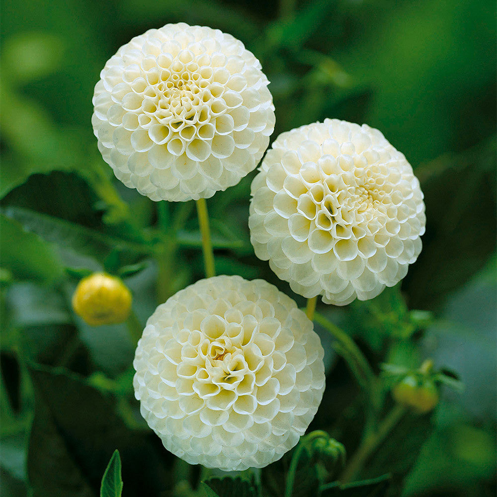 White Swan Dahlia Flower seeds for Planting Easy to Grow, Heirloom & GMO Free Seeds for Home Garden vegetable and garden seeds