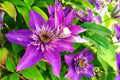 Yellow Purple Clematis Flower seeds for Planting Pollinator Friendly, Heirloom & GMO Free Seeds for Home Garden seeds for planting