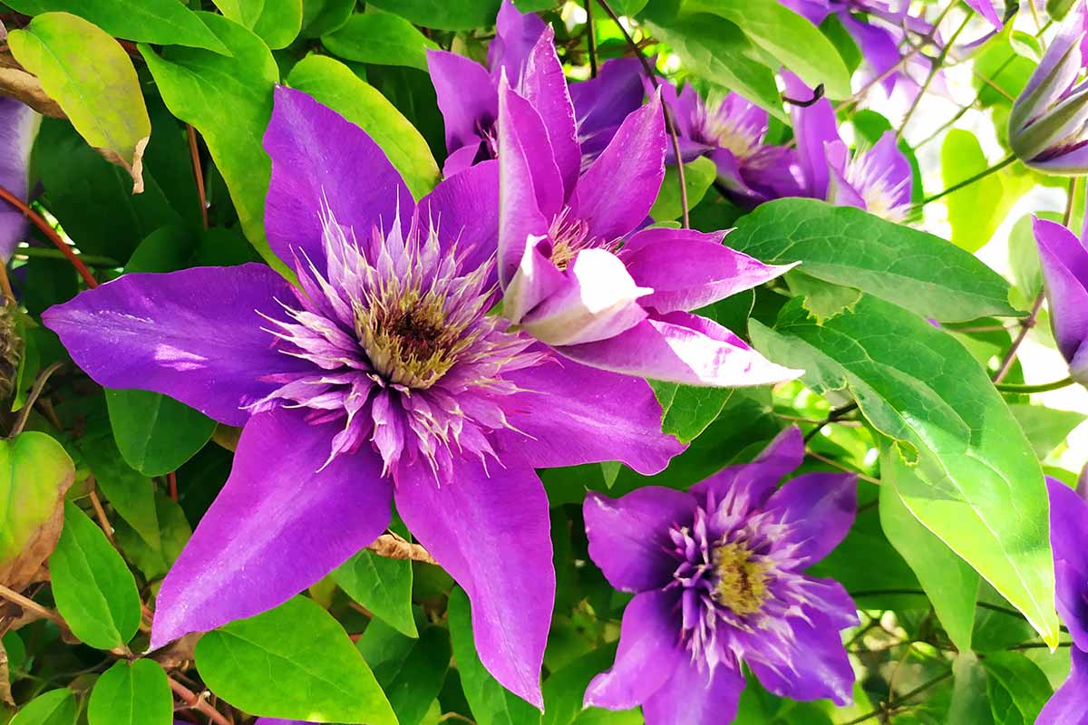 Yellow Purple Clematis Flower seeds for Planting Pollinator Friendly, Heirloom & GMO Free Seeds for Home Garden seeds for planting